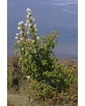 Морозостойкий куст ирги со съедобными ягодами.